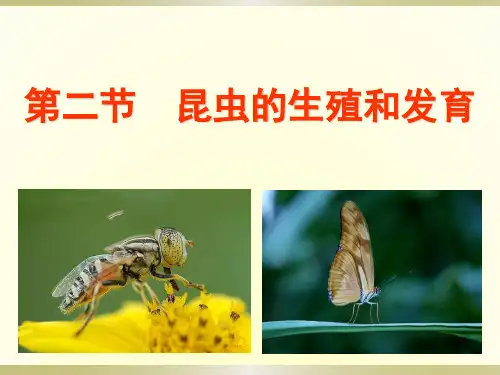 人教版初中生物八年级下册第七单元第一章第二节昆虫的生殖和发育课件18张ppt