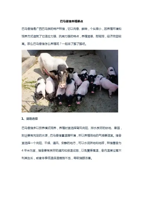 巴马香猪养殖要点