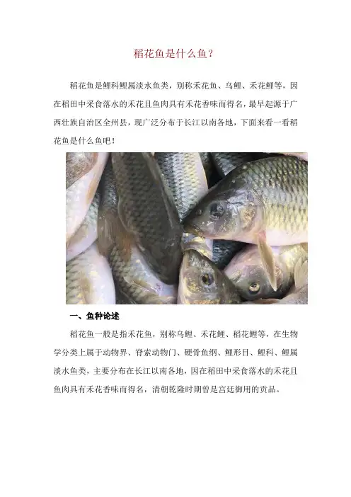 稻花鱼是什么鱼？