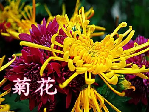 5.《一株紫丁香》