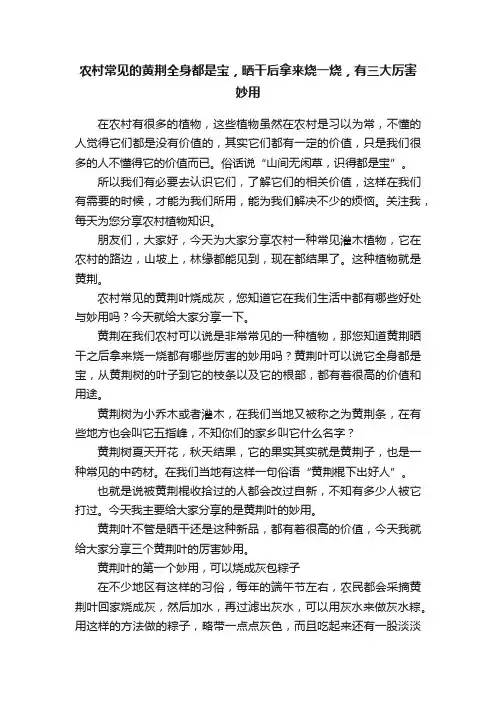 农村常见的黄荆全身都是宝，晒干后拿来烧一烧，有三大厉害妙用