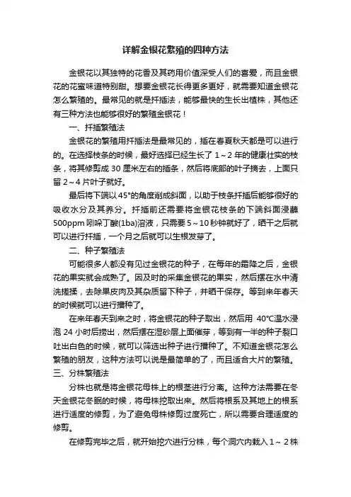 详解金银花繁殖的四种方法