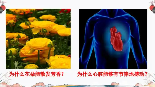 生物学是探索生命的科学(精品课件)七年级生物上册同步教学课件(北师大版)