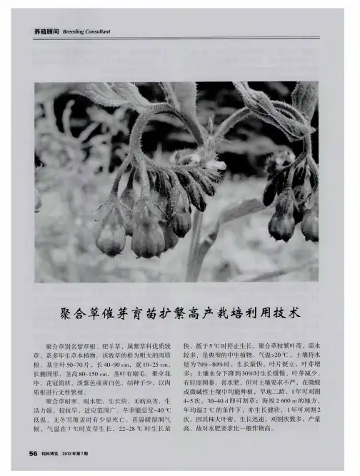 聚合草催芽育苗扩繁高产栽培利用技术