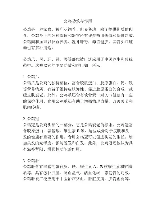 公鸡功效与作用