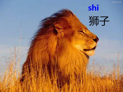 两只小狮子教学精品PPT课件