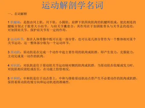 运动解剖学名词