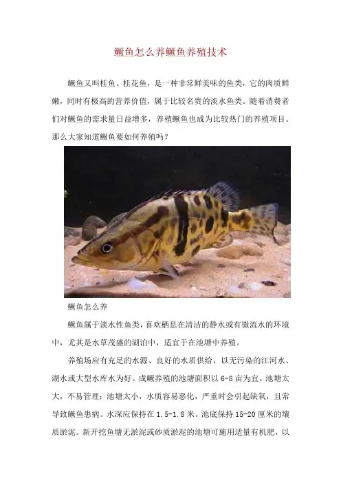 鳜鱼怎么养 鳜鱼养殖技术