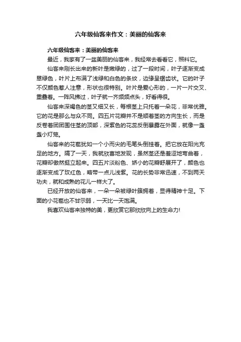 六年级仙客来作文：美丽的仙客来