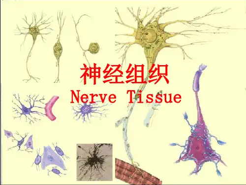 组织学与胚胎学课件-神经组织