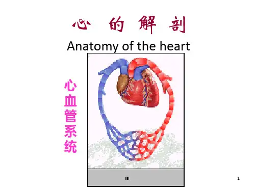 《心脏》PPT课件