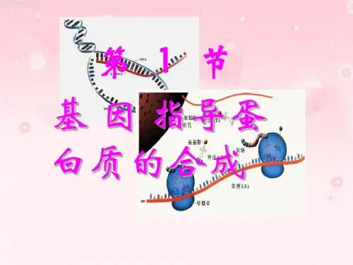 高一生物基因指导蛋白质的合成1-精选文档