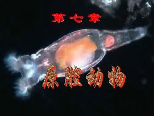 第七章  原腔动物
