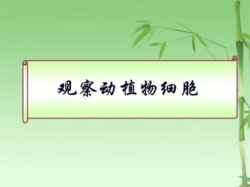 观察动植物细胞的结构实验(共24张PPT)