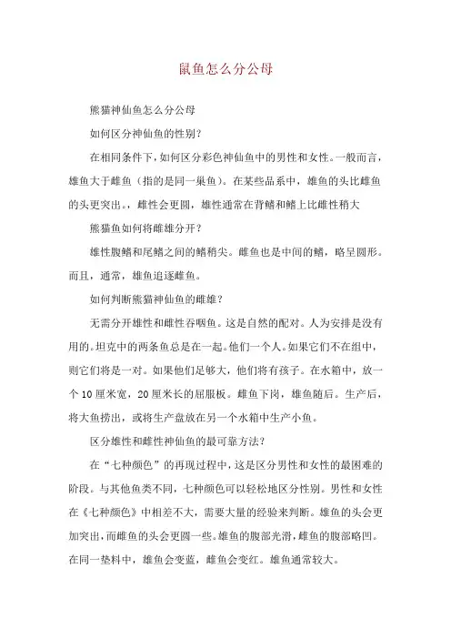 鼠鱼怎么分公母