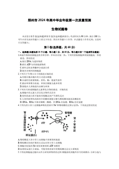 郑州市2024届高中毕业班第一次质量预测生物试题