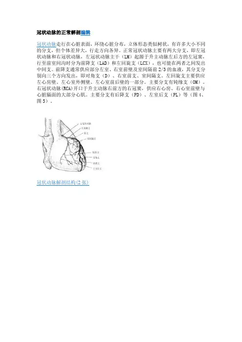 冠脉解剖