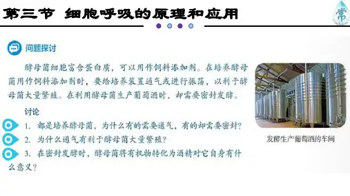 《细胞呼吸的原理和应用》人教版高中生物ppt课件2