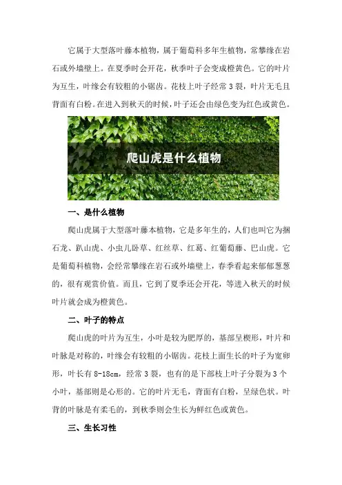 爬山虎是什么植物,叶子有什么特点