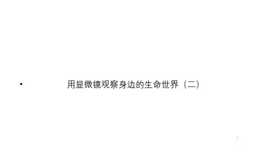 六年级下册科学课件用显微镜观察身边的生命世界二教科版