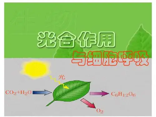 光合作用与细胞呼吸ppt课件