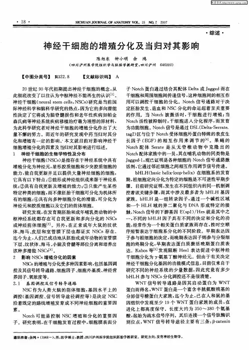 神经干细胞的增殖分化及当归对其影响