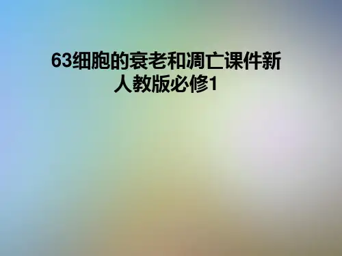 细胞的衰老和凋亡课件新人教版必修1