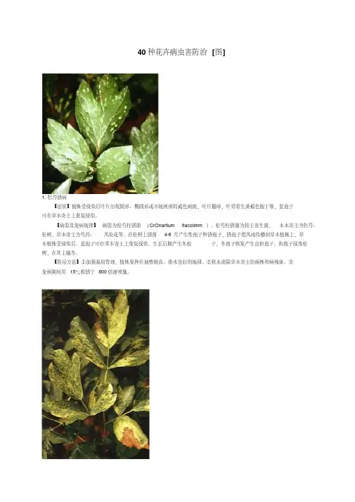 图文_40种花卉病虫害防治
