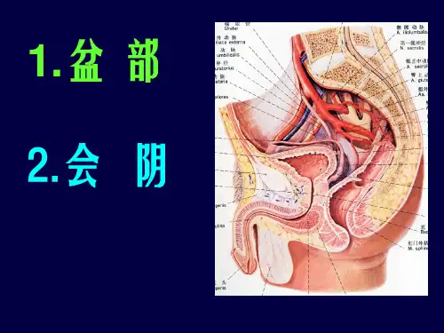 局部解剖学盆部及会阴ppt课件