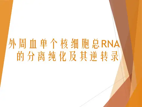 外周血单个核细胞总RNA的分离纯化及其逆转录