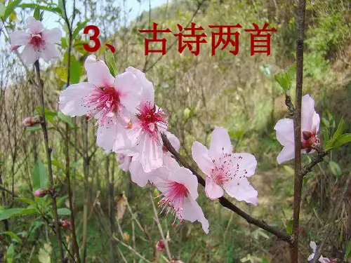 三年级下册第3课古诗两首