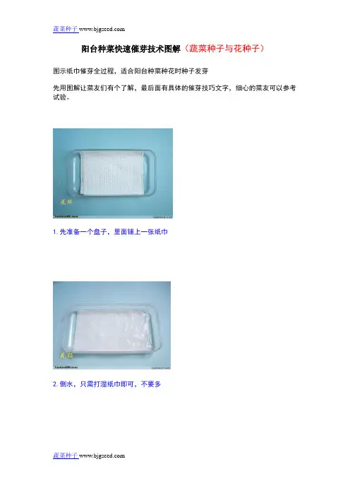 阳台种菜快速催芽技术图解(蔬菜种子与花种子)