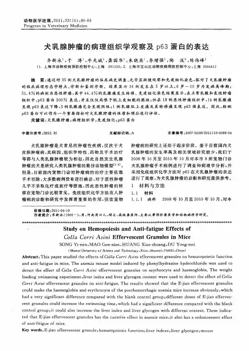 犬乳腺肿瘤的病理组织学观察及p63蛋白的表达