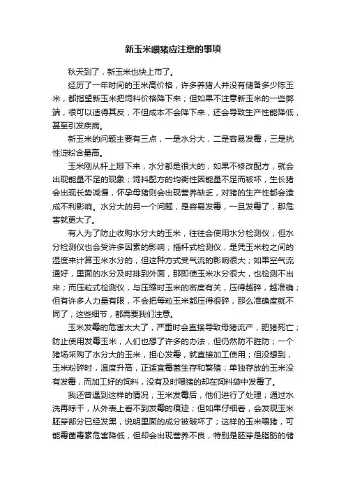新玉米喂猪应注意的事项