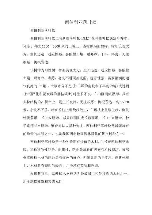 西伯利亚落叶松