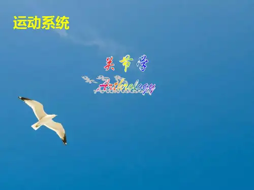 《附肢骨连接》ppt课件