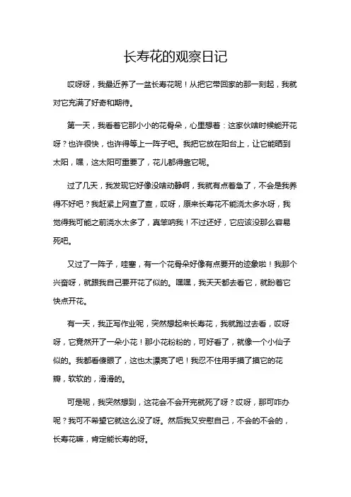 长寿花的观察日记