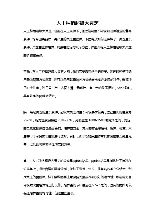 人工种植超级大灵芝