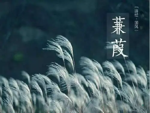 《蒹葭》完美版ppt课件