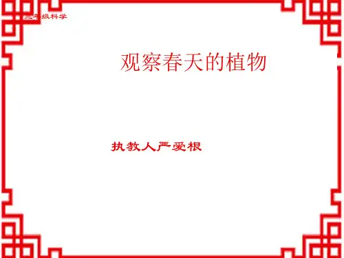 小学三年级下册科学精品课件 观察春天的植物
