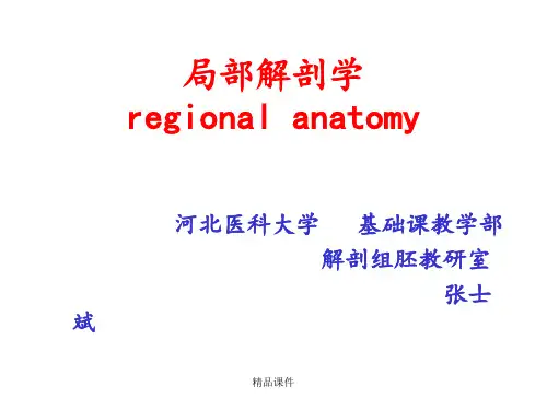 局部解剖学(颈部)