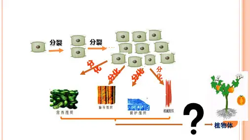 多细胞生物的结构层次PPT课件