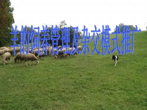 羊的饲养管理 ppt课件