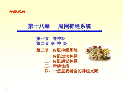 周围神经系统——解剖学课件