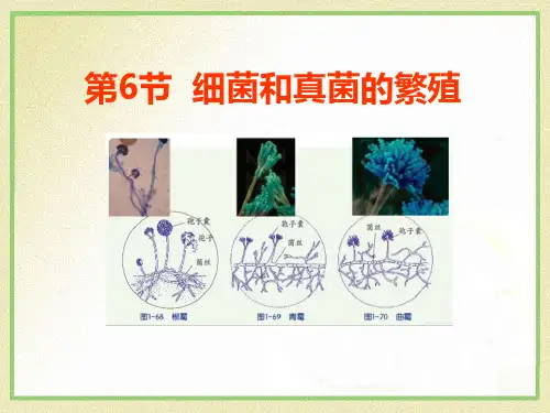 《细菌和真菌的繁殖》PPT课件【优质课件】