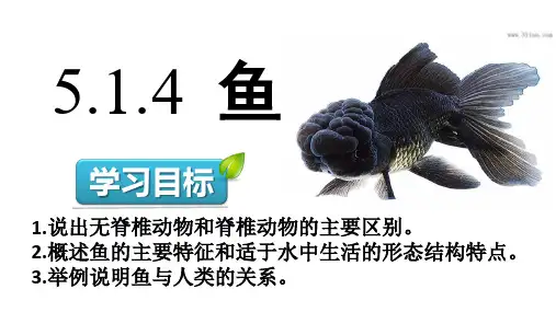 人教版八年级上册5.1.4《鱼》课件 (共17张PPT)