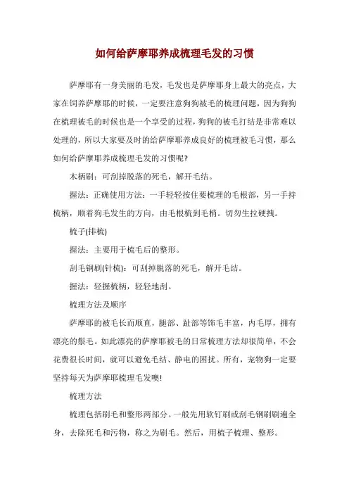 如何给萨摩耶养成梳理毛发的习惯