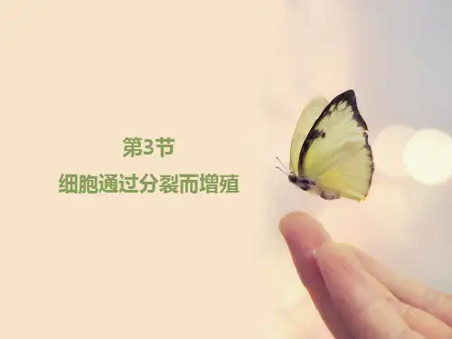 北师大版七年级上册生物. 3细胞通过分裂而增殖(共20张)