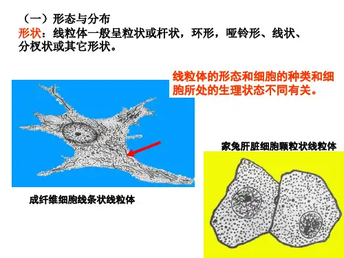 细胞生物学细胞的能量转换线粒体课件