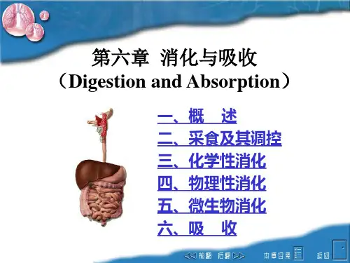 动物生理学课件：7第六章  消化与吸收